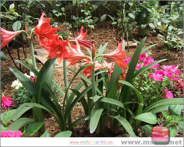 ���ӵĻ�԰ 458.jpg