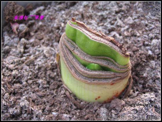 ��Ƭ20080304 005.jpg