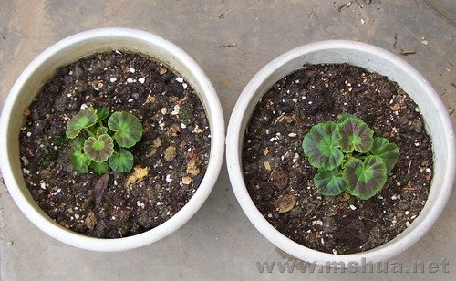 ����ʱ����pp