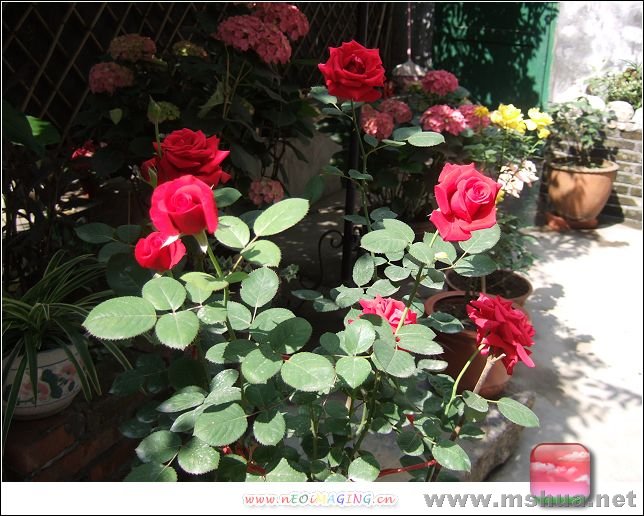 ���ӵĻ�԰ 428.jpg