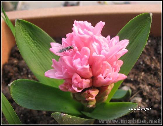 ��Ƭ20080304 001.jpg