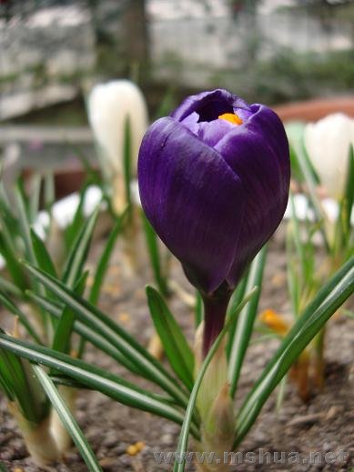 DSC04695.JPG