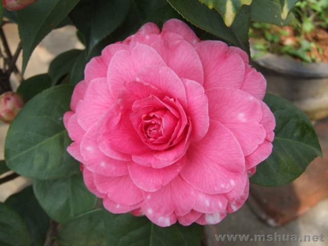 DSCF8136.jpg