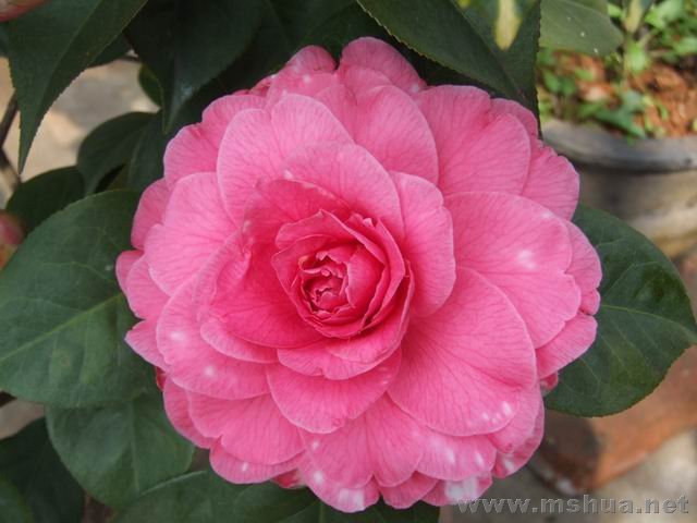 DSCF8138.jpg