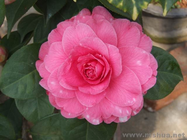 DSCF8144.jpg