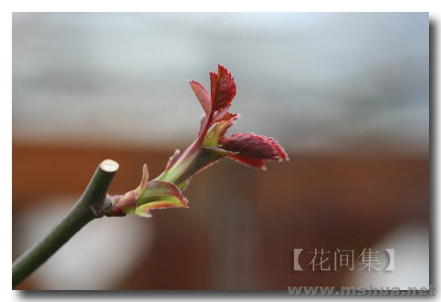 IMG_7472 ����.jpg