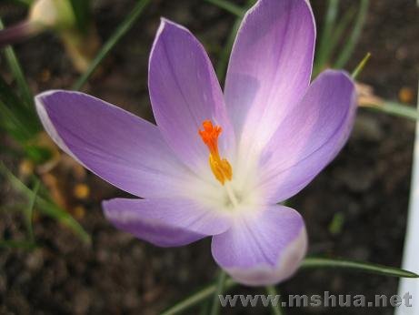 ���ֵ���ɫ��ެ��Ư����