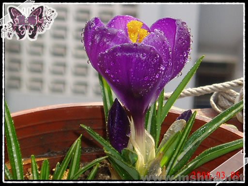 �����ӣ�80305��K.jpg