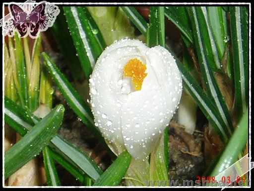 ���������ݣ�80305��C.jpg