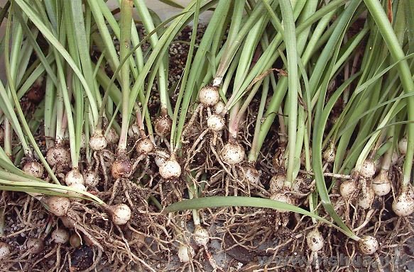 �����������08.3.6 (7).JPG