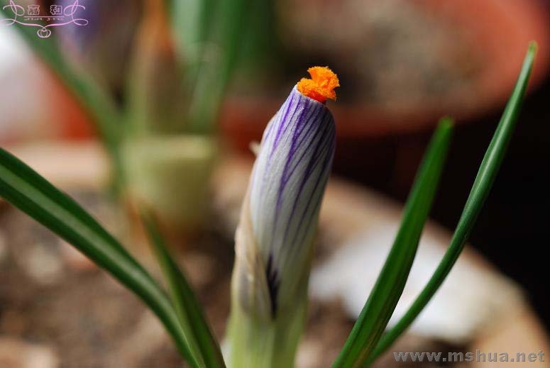 DSC_0088 ����.jpg