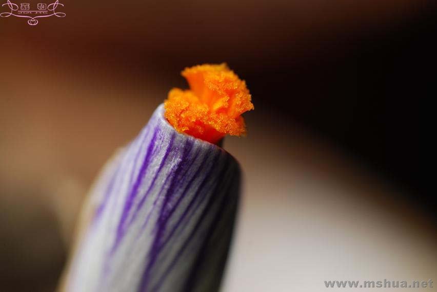 DSC_0090 ����.jpg