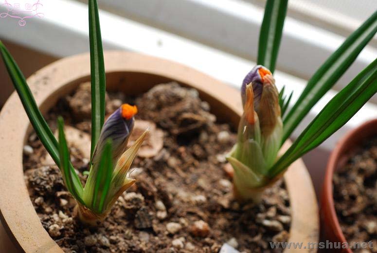 DSC_0087 ����.jpg