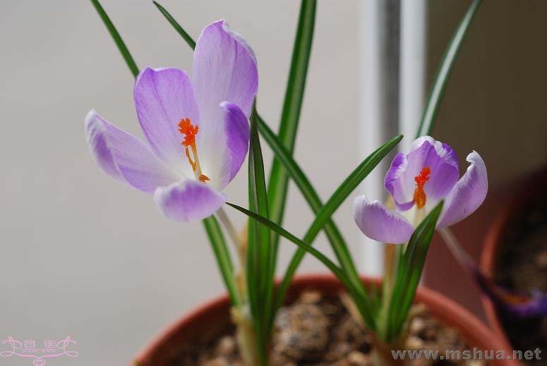 DSC_0086 ����.jpg