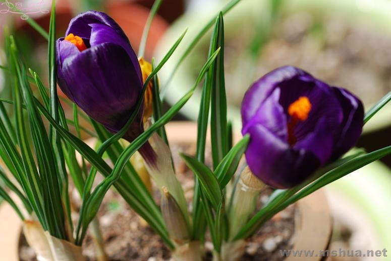 DSC_0083 ����.jpg