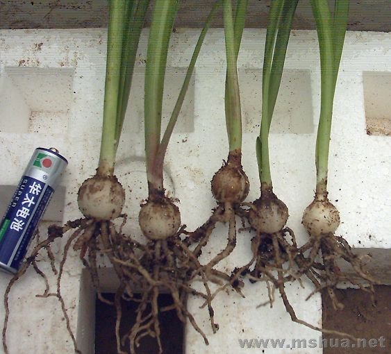 �����������08.3.6 (9).JPG