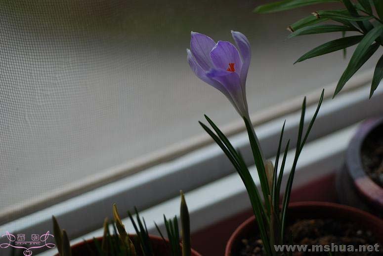 DSC_0127 ����.jpg