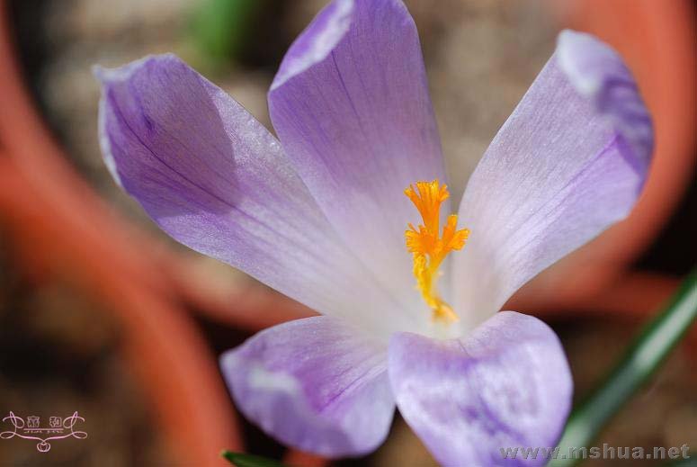 DSC_0078 ����.jpg