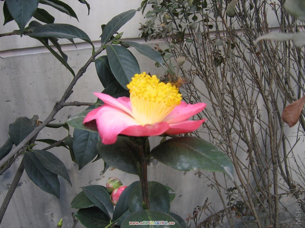 2008�Ĳ軨 135.jpg