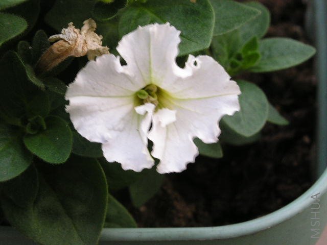 PICT2704.JPG