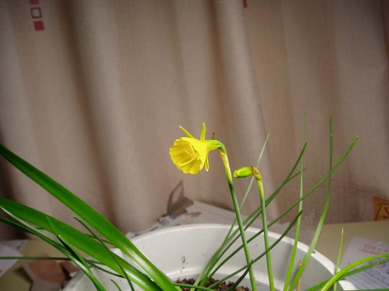 080311��Χȹ.JPG