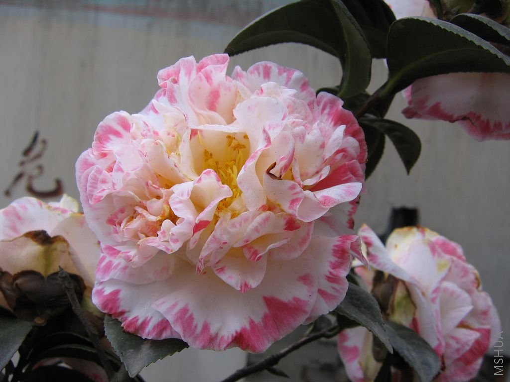 2008�Ĳ軨 028.jpg