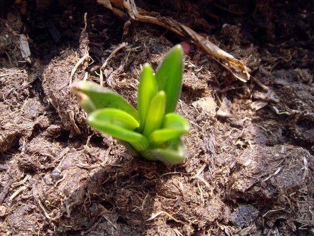 ��������֮һ