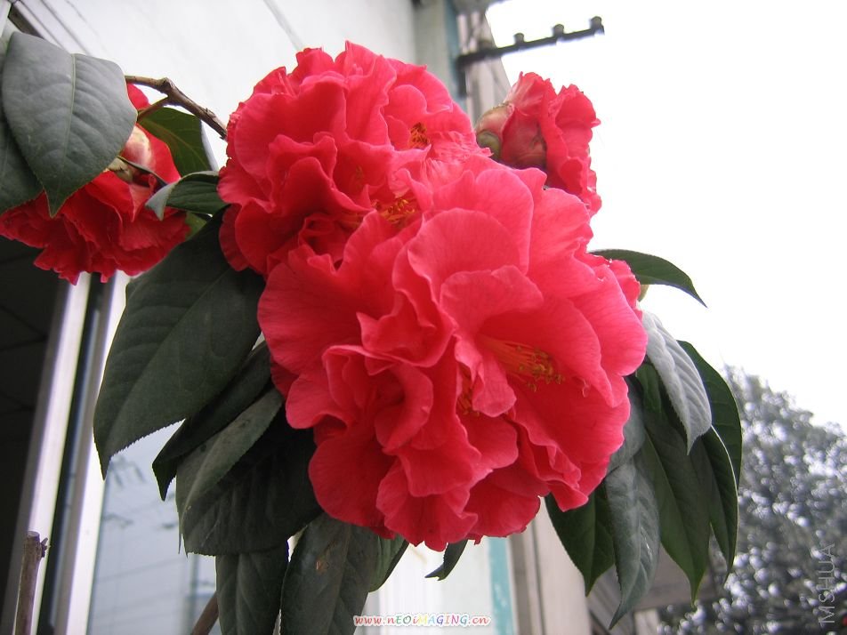 ������Ĳ軨 051.jpg