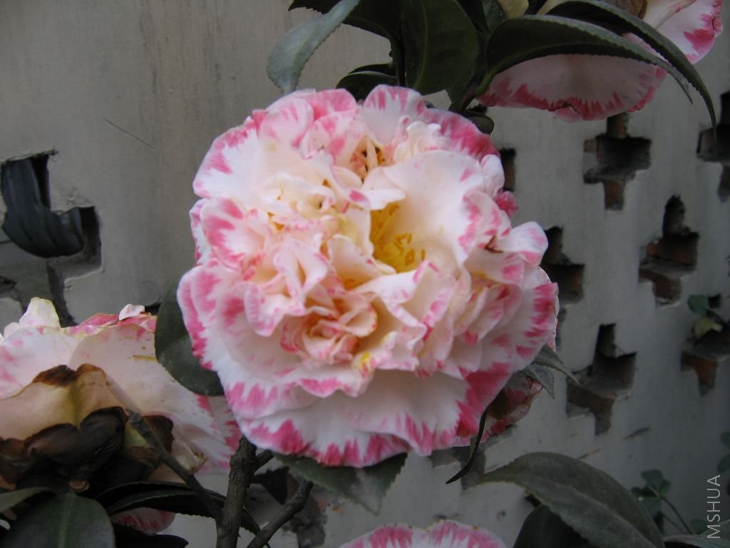 2008�Ĳ軨 018.jpg