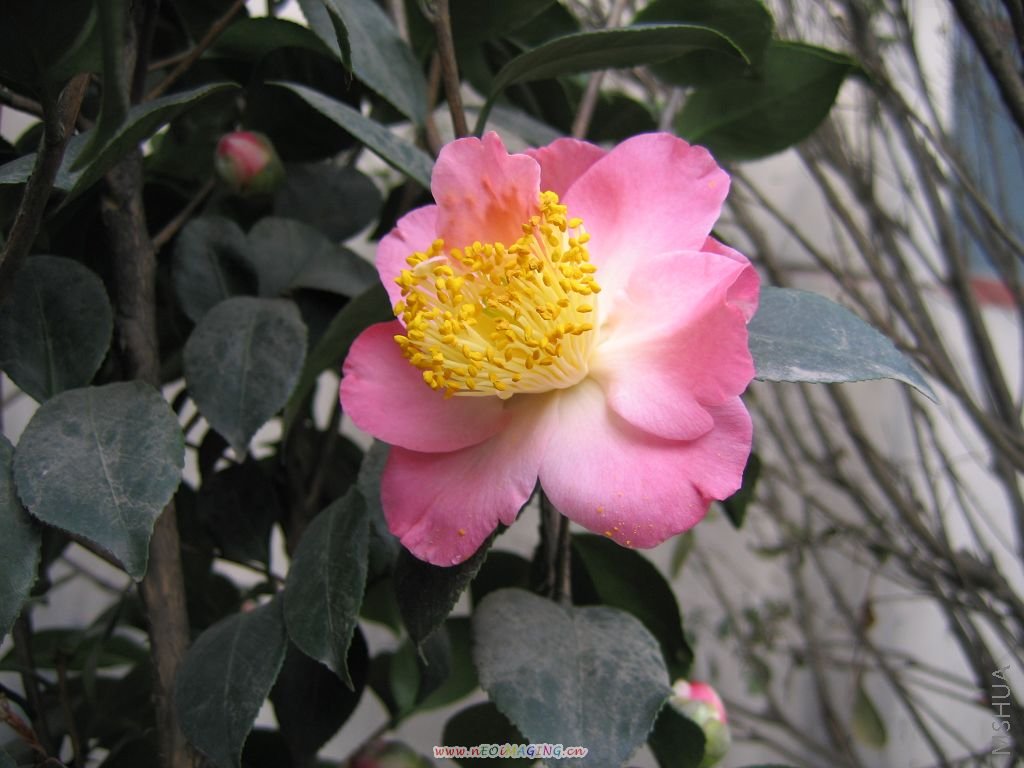 2008�Ĳ軨 084.jpg