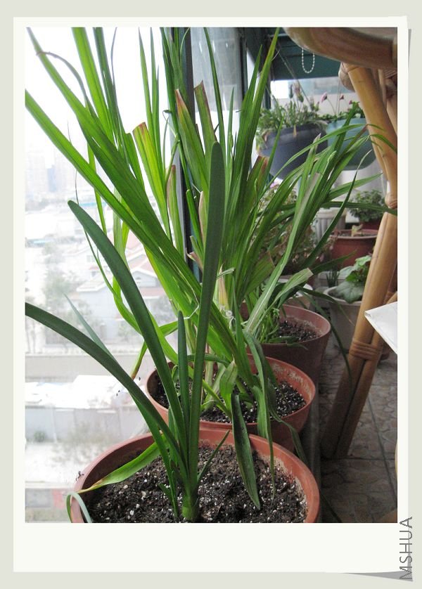 С���� 009.jpg