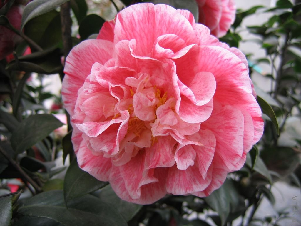 2008�Ĳ軨 042.jpg