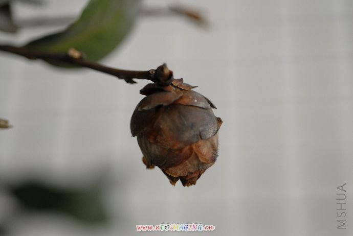 DSC_7718.jpg
