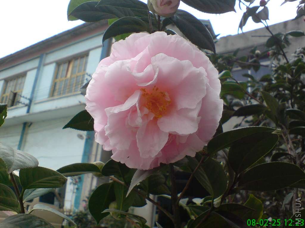 ������Ĳ軨 136.jpg