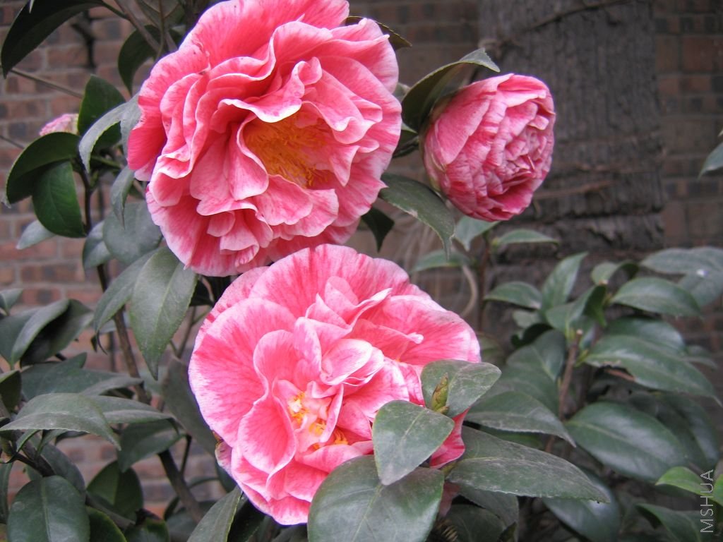 2008�Ĳ軨 080.jpg