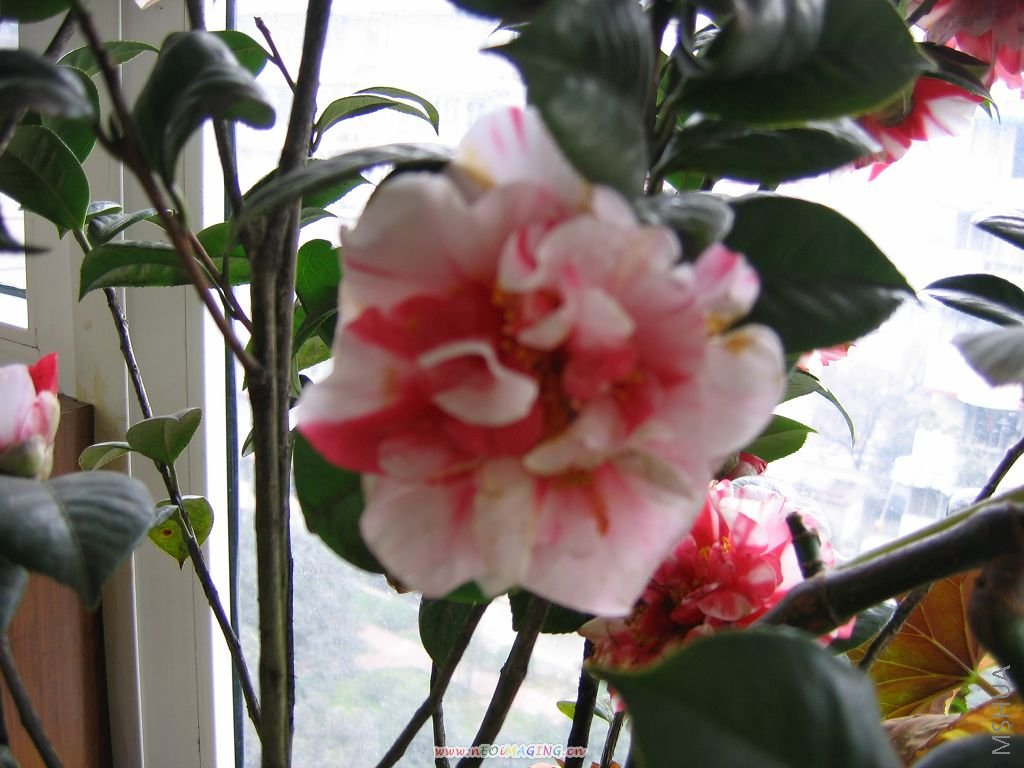 2008�Ĳ軨 122.jpg