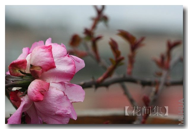 IMG_8496 ����.jpg