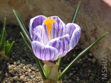 Ϊʲô��ɫϵ�Ļ��ﶼ�Ȼ��곤��