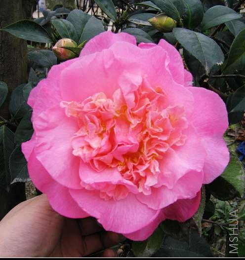 ������Ĳ軨 283.jpg