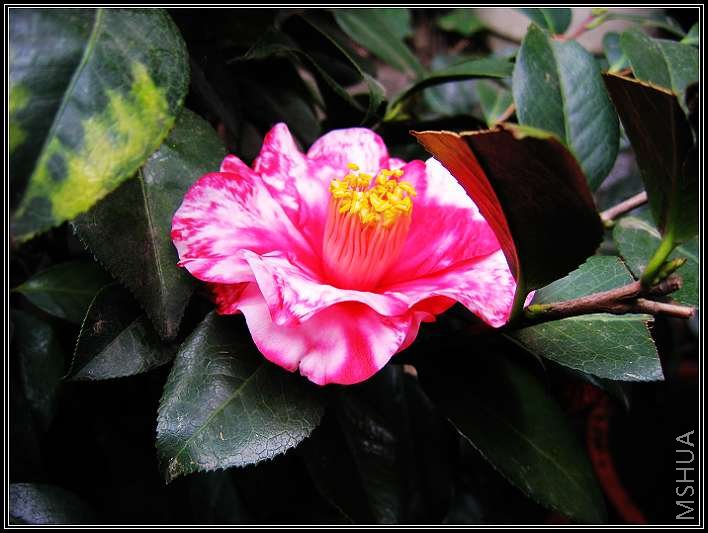 ������Ĳ軨 234.jpg