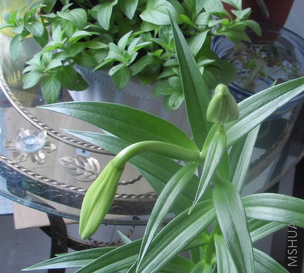 DVC04328.jpg