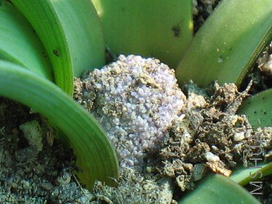 ��ֵ���һ�����ѣ�����������΢����������ӣ������