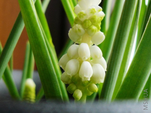 Ư���İ�ɴ����ȹ