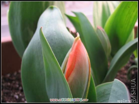 ������Ƭ20080313 024.jpg