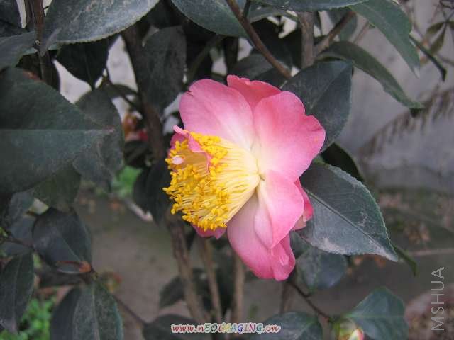 ������Ĳ軨 258.jpg