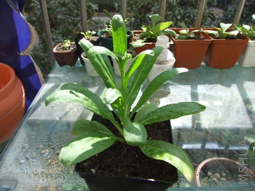 û�����ľ���������Ч��