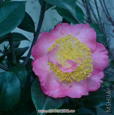 ������Ĳ軨 309.jpg