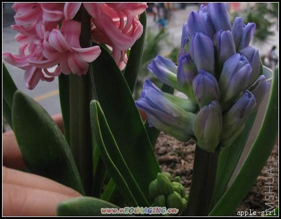 ������Ƭ20080313 032.jpg