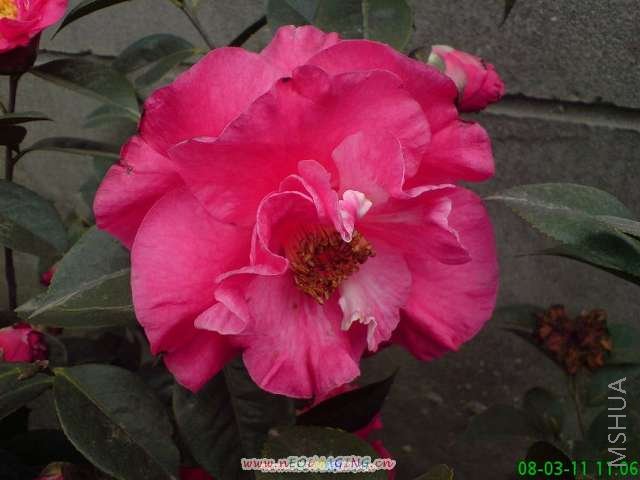 ������Ĳ軨 178.jpg