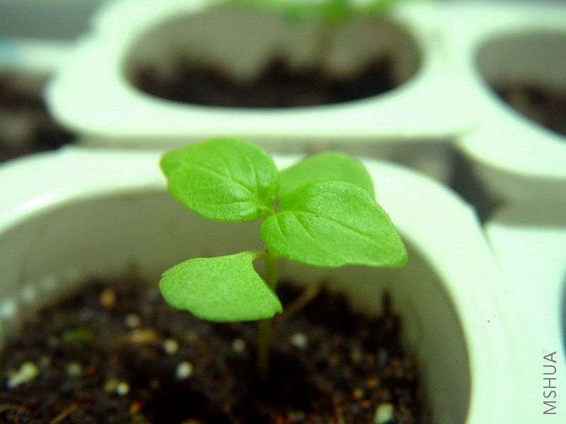 ��ʼ���ڶ�Ƭ��Ҷ��